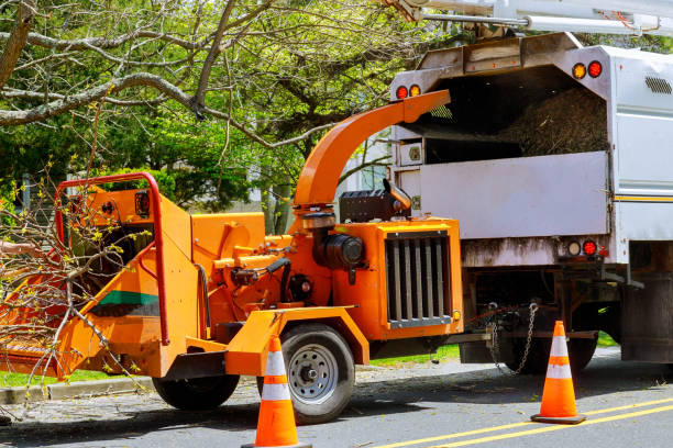 How Our Tree Care Process Works  in  Sandusky, OH